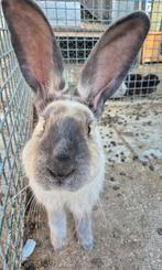 Lieve Duitse reus, Mannelijk, Groot, 0 tot 2 jaar