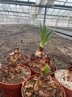 Caudex Scillia Saturata uit Zuid Afrika potmaat 10,5cm., Huis en Inrichting, Overige soorten, Ophalen of Verzenden, In pot, Minder dan 100 cm