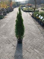 Thuja Smaragd 120-140cm - Prachtige Zuilboom, Tuin en Terras, Ophalen, Bloeit niet, Overige soorten