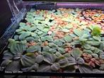 Limnobium laevigatum, Dieren en Toebehoren, Vissen | Aquaria en Toebehoren, Ophalen of Verzenden, Nieuw, Plant(en), Steen of Hout