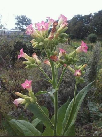 Nicotiana tabacum Havana - Tabaksplant zaden beschikbaar voor biedingen