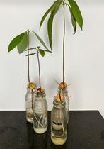 Avocado plant in glazen fles, Huis en Inrichting, Kamerplanten, Ophalen, Overige soorten, In pot, Minder dan 100 cm