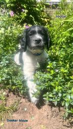 Mooie Pups: labrador/ Duitse staande/ Heidewachtel, Dieren en Toebehoren, Honden | Niet-rashonden, Rabiës (hondsdolheid), 8 tot 15 weken