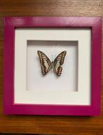 Opgezette vlinder in 3D lijst, Verzamelen, Dierenverzamelingen, Ophalen of Verzenden, Zo goed als nieuw, Insect, Opgezet dier