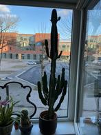 Grote Euphorbia cactus in pot, Ophalen of Verzenden, 150 tot 200 cm, In pot, Cactus