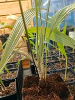 Kerriodoxa elegans, Palm, In pot, Minder dan 100 cm, Groene kamerplant