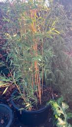 Grote bamboe in kuip, Ophalen, Bamboe, 250 cm of meer