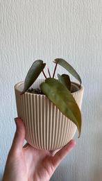 Philodendron Atabpoense Silver, Huis en Inrichting, Kamerplanten, Ophalen of Verzenden, Overige soorten, Minder dan 100 cm