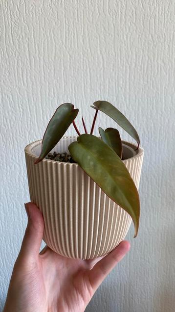 Philodendron Atabpoense Silver beschikbaar voor biedingen