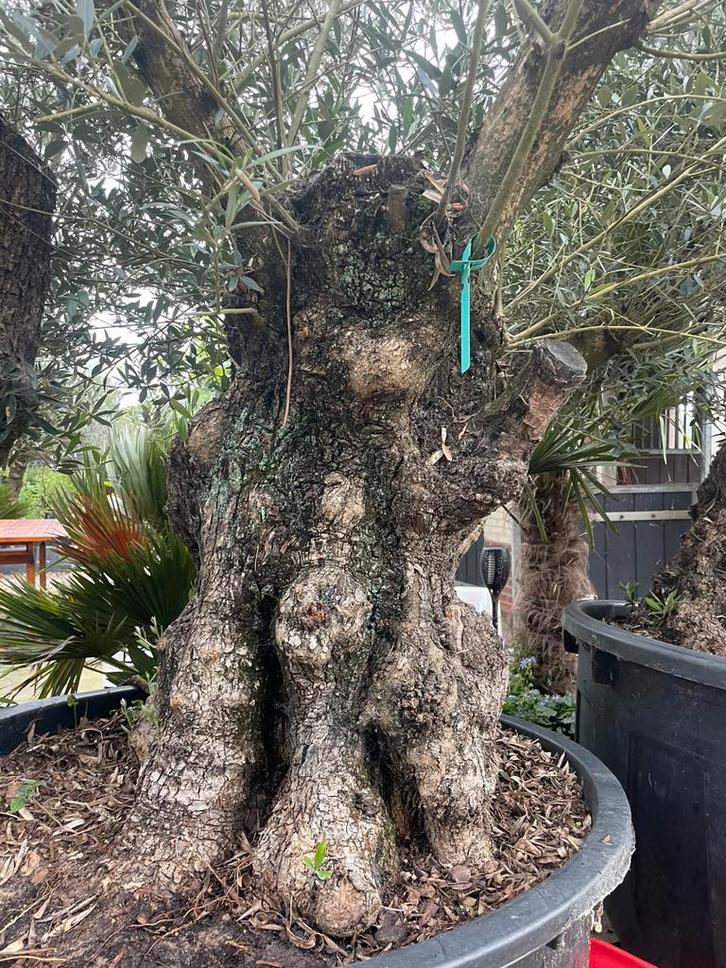 ️️❗️Actie️️️️️️❗️ Tekoop olijfboom Olea europea, Tuin en Terras, Planten | Bomen, Olijfboom, 100 tot 250 cm, Volle zon, Lente