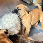 Bullmastiff, België, Particulier, 8 tot 15 weken, Parvo