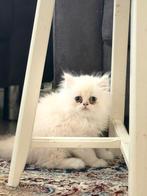 Te koop, Dieren en Toebehoren, Katten en Kittens | Overige Katten, Poes