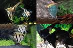 Pterophyllum Scalare - Maanvis Mix, Vis, Zoetwatervis