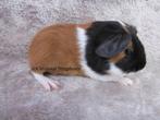 Knap stel babycavia's, Dieren en Toebehoren, Juli, Mannelijk, Cavia