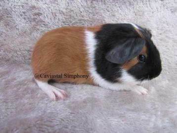 Knap stel babycavia's beschikbaar voor biedingen