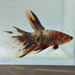Betta splendens man 25, Dieren en Toebehoren, Vis