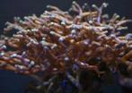 Seriatopora koraal, Dieren en Toebehoren, Vissen | Aquariumvissen, Overige typen, Zoutwatervis