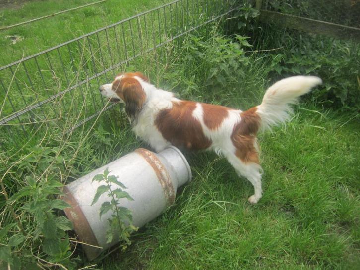 STAAT TER DEKKING 100% RASZUIVERE KOOIKER REU! ! !, Dieren en Toebehoren, Honden | Dekreuen, Reu, Particulier, Eén hond, Nederland