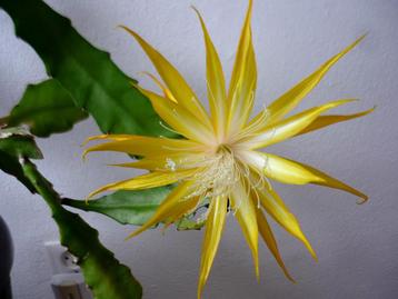 Bladcactus - Epiphyllum stekken GEEL beschikbaar voor biedingen