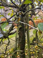 Oude Elstar Appelbomen - Malus domestica, Tuin en Terras, Ophalen of Verzenden