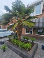 Mooie Winterharde Palmboom, 100 tot 250 cm, Zomer, Palmboom, Ophalen