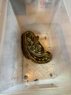 Retic SD tiger sunfire het albino 1.0, Dieren en Toebehoren, Reptielen en Amfibieën, Slang, 3 tot 6 jaar
