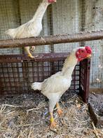 Koppel ko shamo ‘s, Dieren en Toebehoren, Pluimvee, Meerdere dieren, Eend