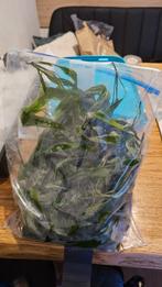 Aquarium planten stekkies, Ophalen of Verzenden