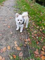 X toypoedel, Dieren en Toebehoren, Honden | Chihuahua's en Gezelschapshonden, Poedel, 15 weken tot 1 jaar, CDV (hondenziekte)