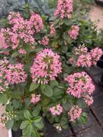 Escallonia Pink Elle, nieuw NEW, top plant !!, Overige soorten, Minder dan 100 cm, Zomer, Ophalen