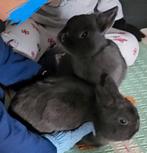 Twee dwergkonijnen, Dieren en Toebehoren, Konijnen, Vrouwelijk