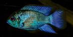 Zuid Amerikaanse Cichliden: Andinoacara pulcher Electric Blu, Vis, Zoetwatervis