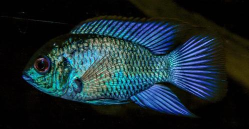 Zuid Amerikaanse Cichliden: Andinoacara pulcher Electric Blu, Dieren en Toebehoren, Vissen | Aquariumvissen, Zoetwatervis, Vis