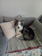 Border collie, België, Particulier, Reu, 1 tot 2 jaar
