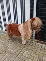 Te koop een lieve vosbonte mini dekhengstje, Dieren en Toebehoren, Hengst