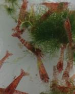 Leuke  neocaridina garnalen, Dieren en Toebehoren, Vissen | Aquariumvissen, Kreeft, Krab of Garnaal