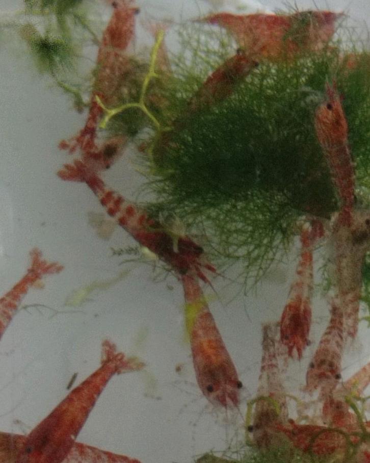 Leuke  neocaridina garnalen, Dieren en Toebehoren, Vissen | Aquariumvissen, Kreeft, Krab of Garnaal