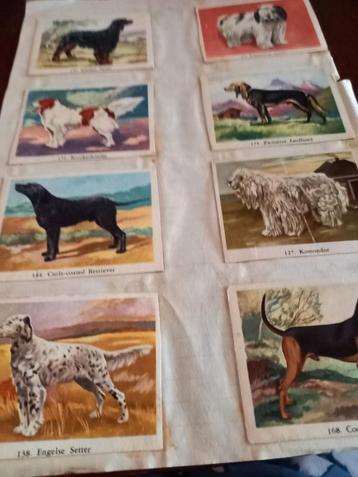 honden plaatjes  beschikbaar voor biedingen