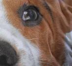 10 stuks Essara dekbedovertrek Beagle 1 persoons nieuw, Ophalen, Dekbedovertrek, Nieuw, Overige kleuren