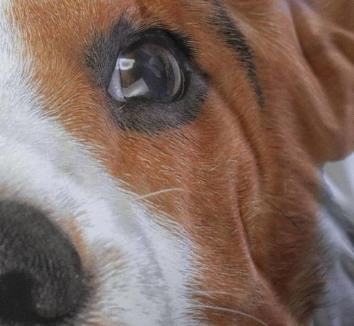 10 stuks Essara dekbedovertrek Beagle 1 persoons nieuw, Huis en Inrichting, Slaapkamer | Beddengoed, Nieuw, Dekbedovertrek, Eenpersoons