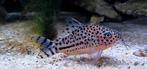 Corydoras knaacki, Dieren en Toebehoren, Vissen | Aquariumvissen, Vis, Zoetwatervis, Schoolvis