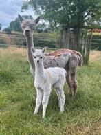 Appaloosa alpaca merrie met bont merrieveulen aan de voet, Dieren en Toebehoren, Overige Dieren, Oktober, Vrouwelijk