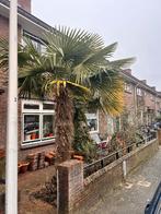 Mooie palmboom te koop ( 2,5–3 meter), Tuin en Terras, Planten | Bomen, 100 tot 250 cm, Zomer, Palmboom, Ophalen