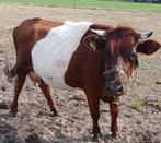 Rode lakenvelder koe, Vrouwelijk, 3 tot 6 jaar