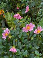 Dahlia knol topmix pink, Ophalen, Volle zon, Knol