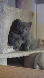 Ragdoll x Europese korthaar kittens 2 beschikbaar, Dieren en Toebehoren, Katten en Kittens | Raskatten | Korthaar, Meerdere dieren