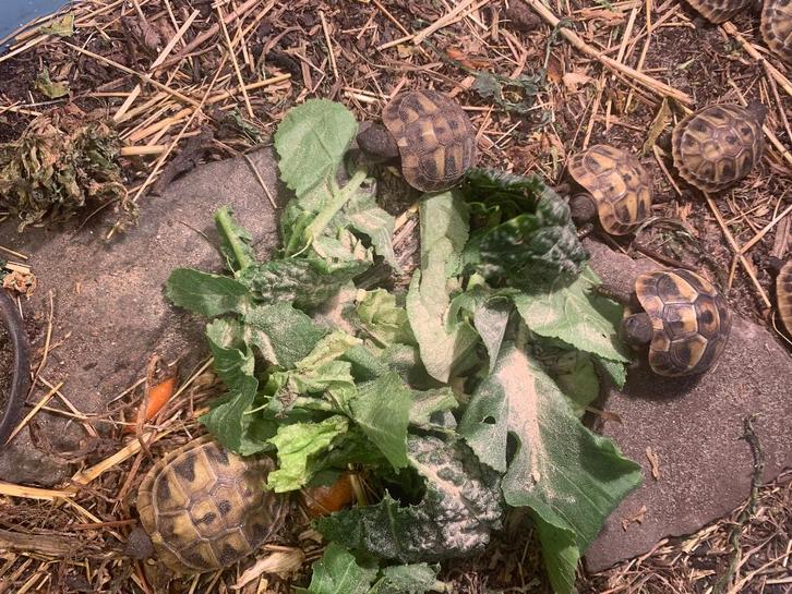 Griekse landschildpad - nakweek 2025 Tortoise - unknown for sale from Henk