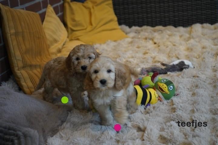 Mooie cockapoo pups., Nederland, Parvo, Overige rassen, 8 tot 15 weken