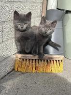 Britse korthaar / Maine coon xxl kittens, Meerdere dieren