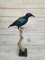 Opgezette Purperglansspreeuw - Lamprotornis purpureus, Verzamelen, Ophalen of Verzenden, Nieuw, Vogel, Opgezet dier